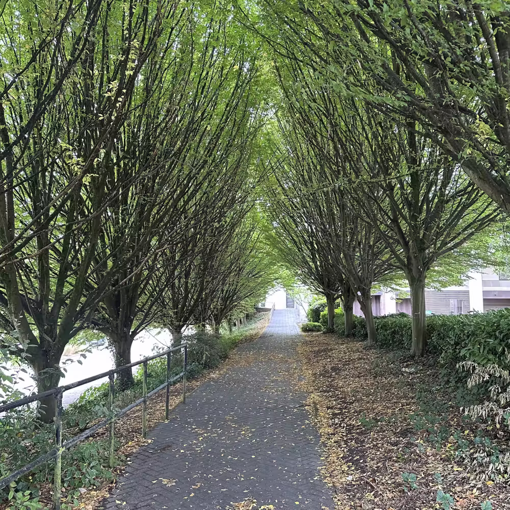 Path under a tunnel of trees