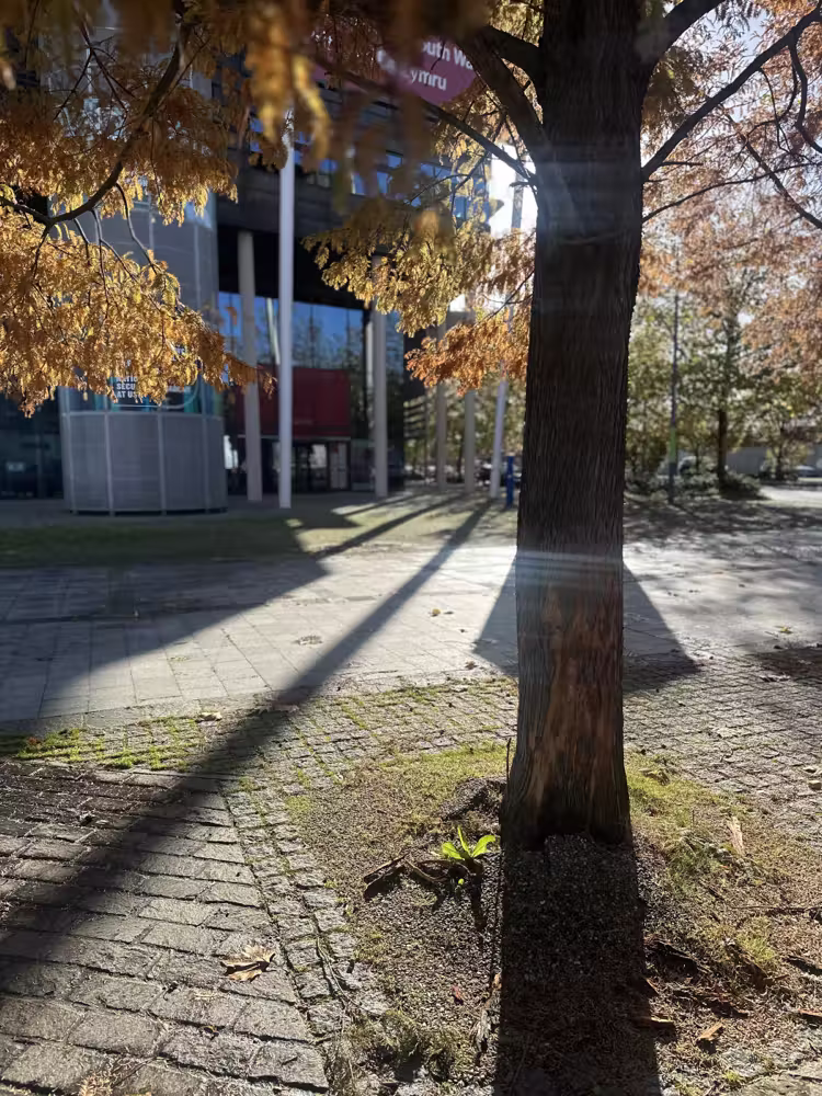 Autumn tree and its shadow