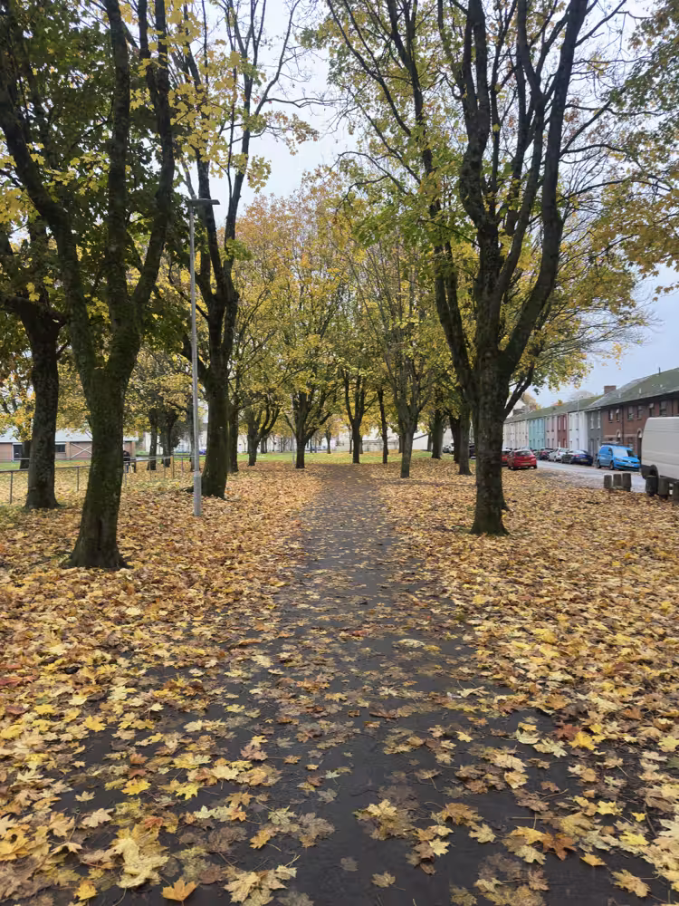 Path covered in autumn leaves