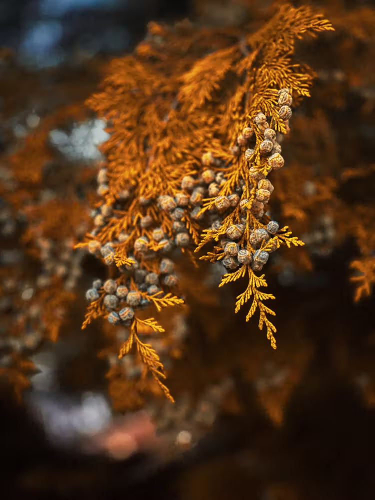 Orange cypress sprig