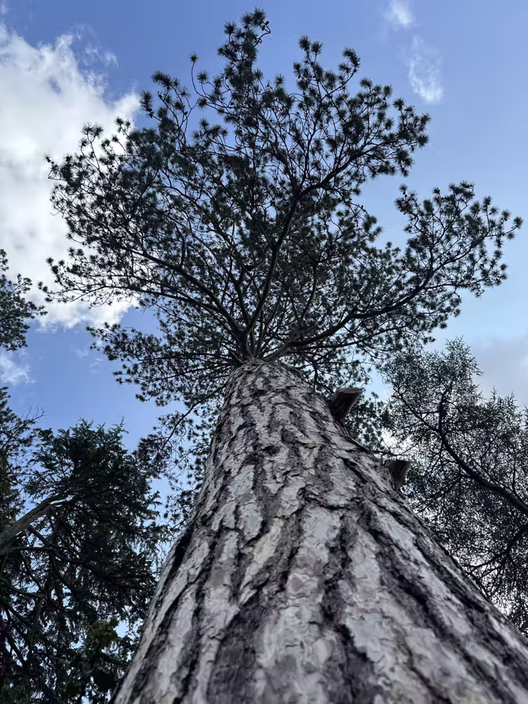 Looking up a pine tree