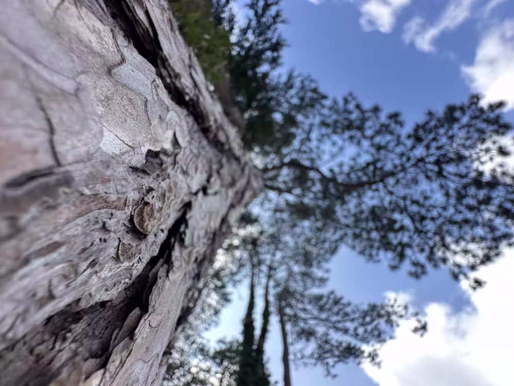 Pine bark against the sky