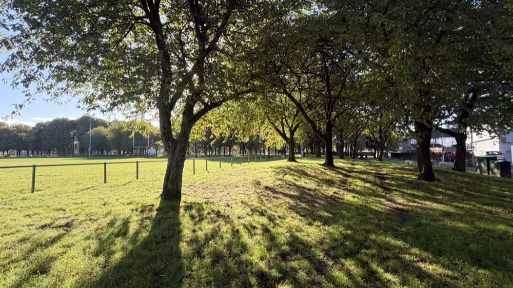 Trees and their shadows in a park