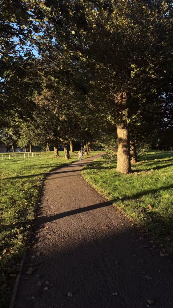 Path through the trees in evening light