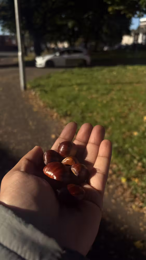 A handful of conkers