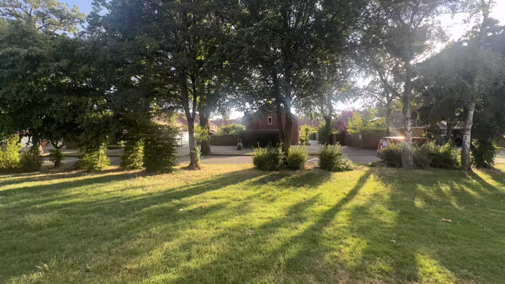 Low sun through the trees across a lawn