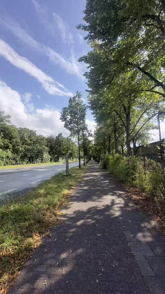 Footpath under the trees by the road