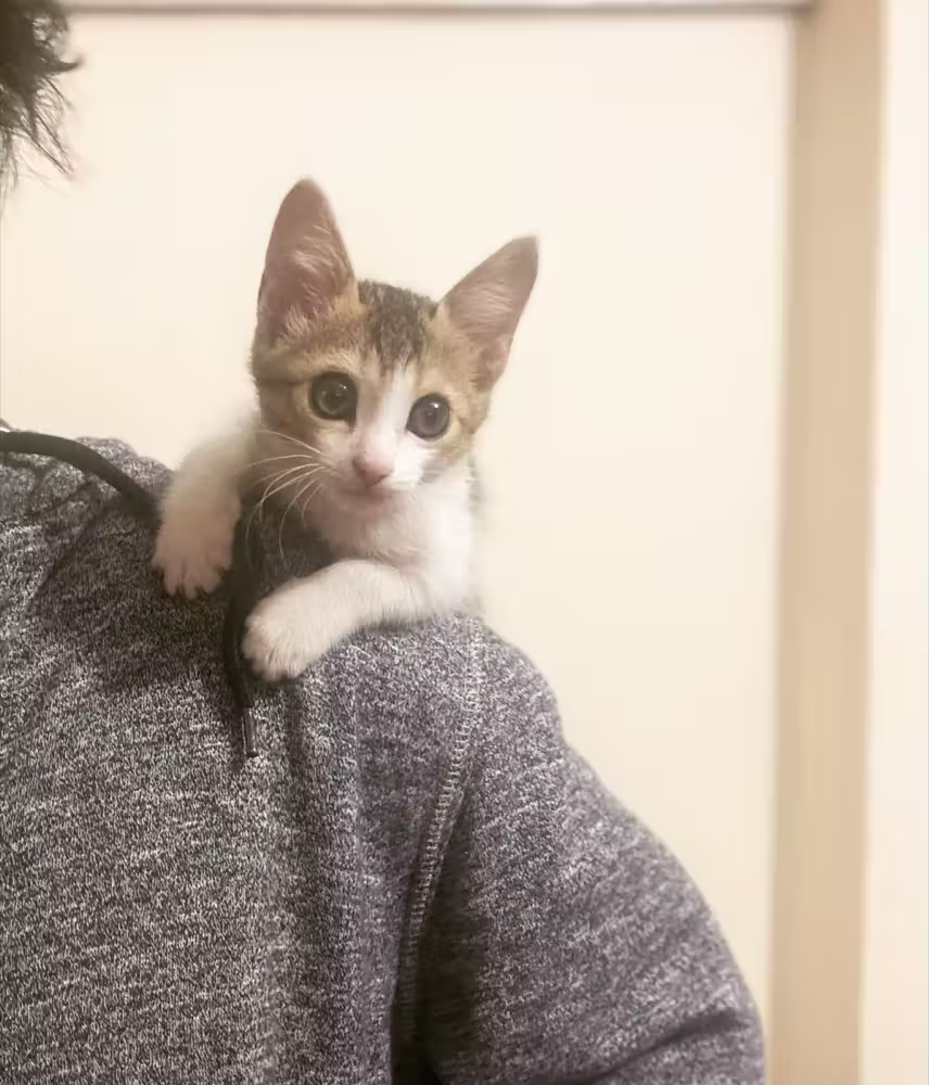 Kitten peeking over a shoulder