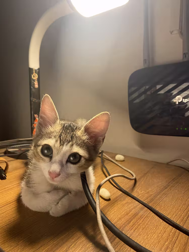 Kitten among the cables under a desk lamp
