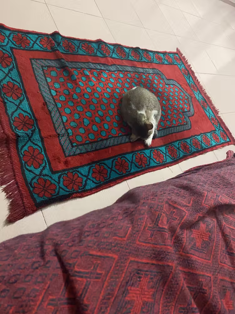 Kitten curled up on a red prayer mat