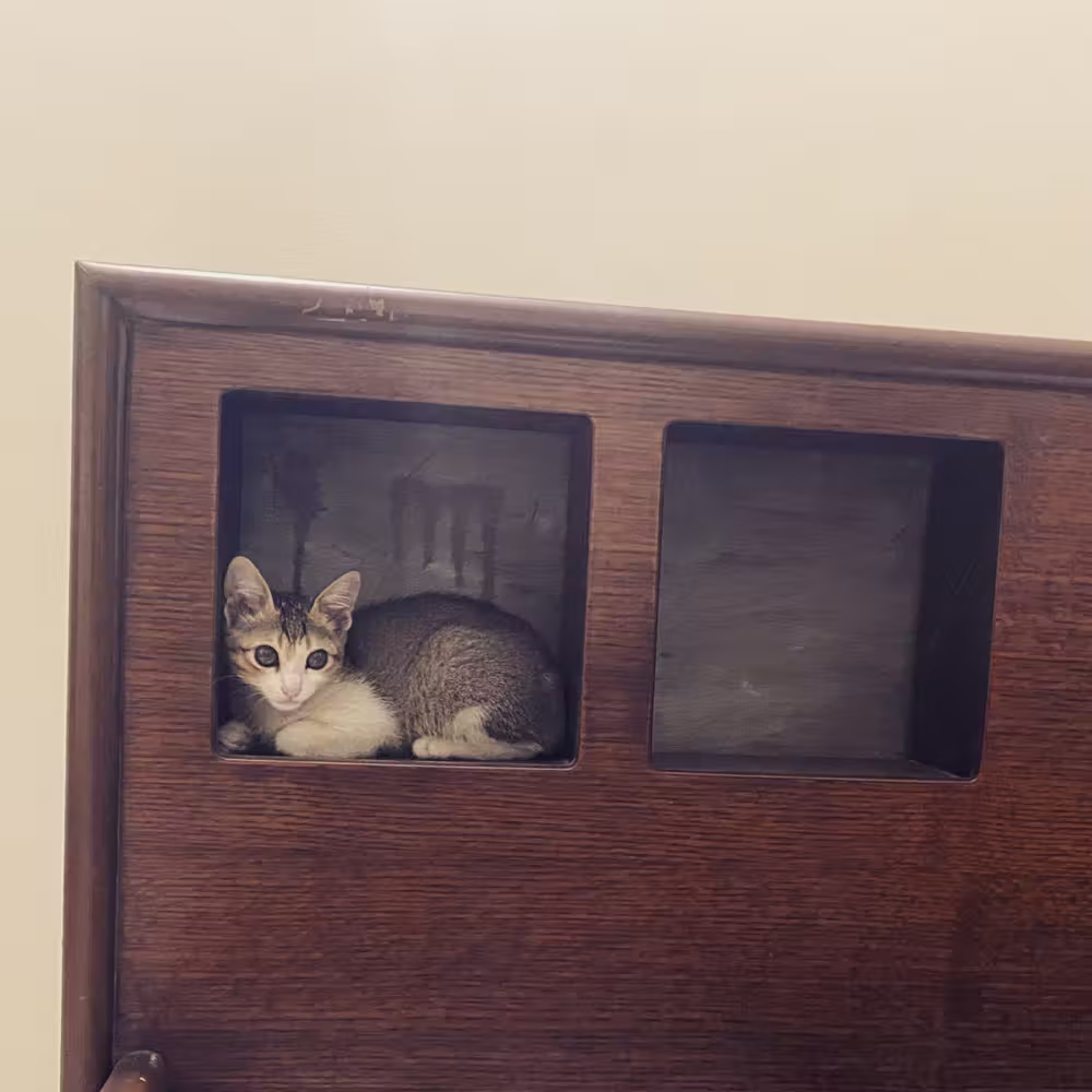 Kitten hiding on a cupboard shelf