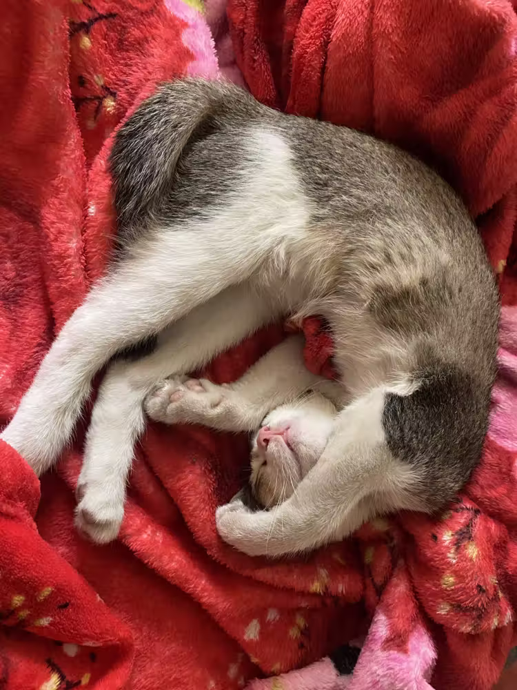 Kitten curled up on a red blanket