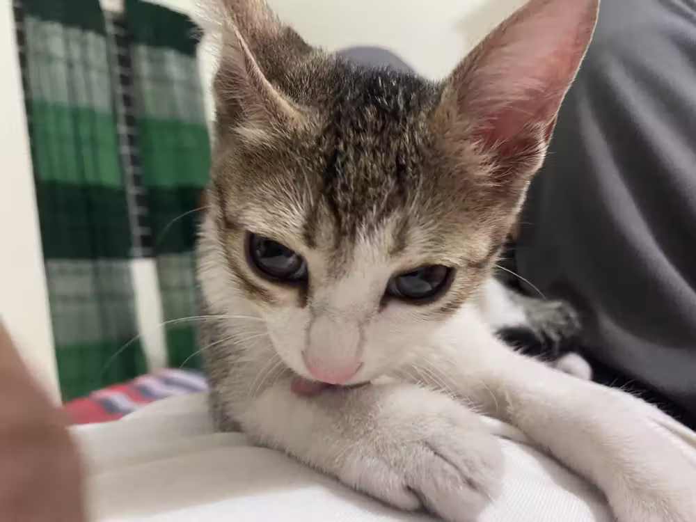 Kitten licking its paw
