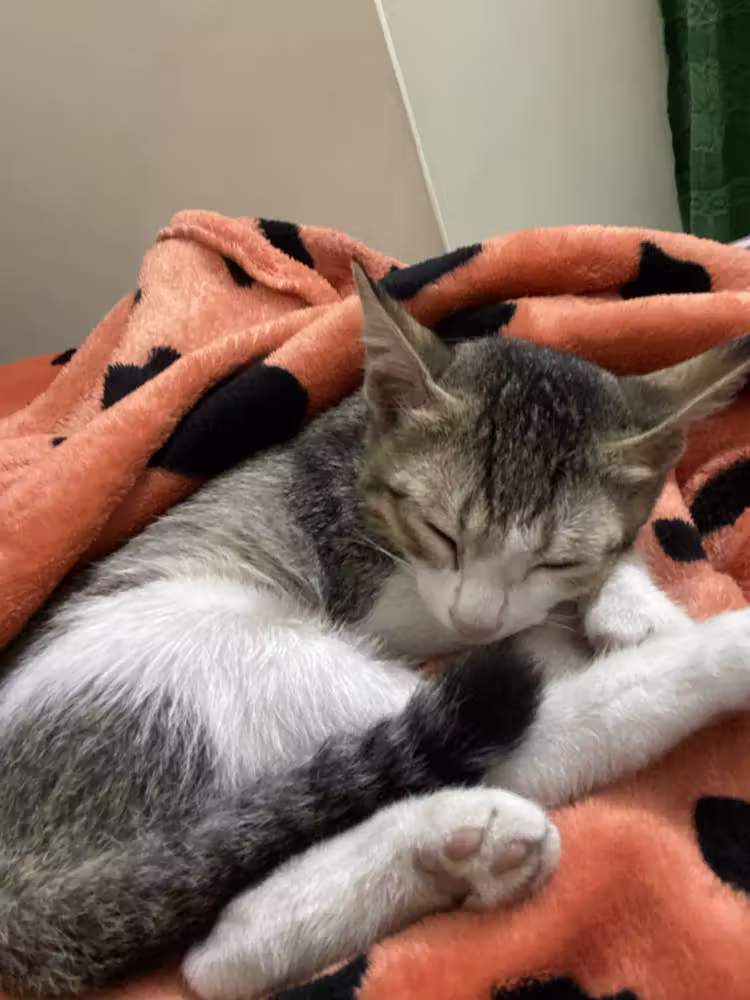 Kitten asleep on an orange blanket