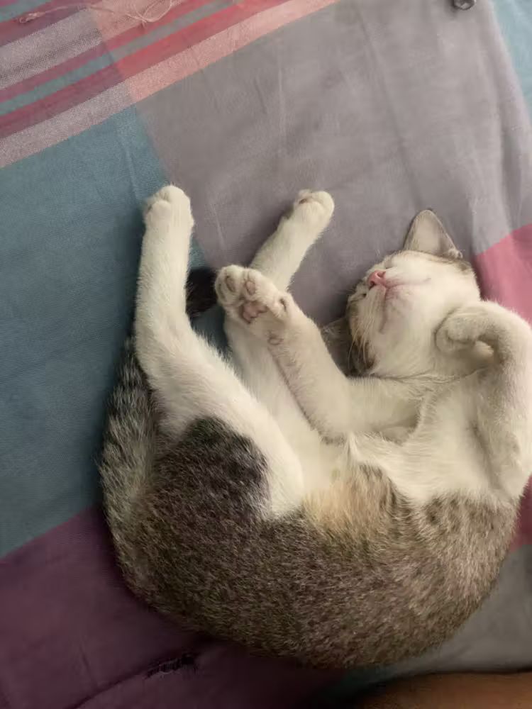 Kitten asleep belly up