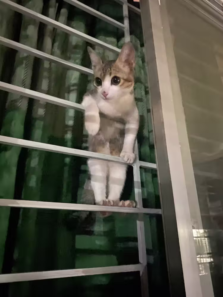 Kitten climbing the window grille