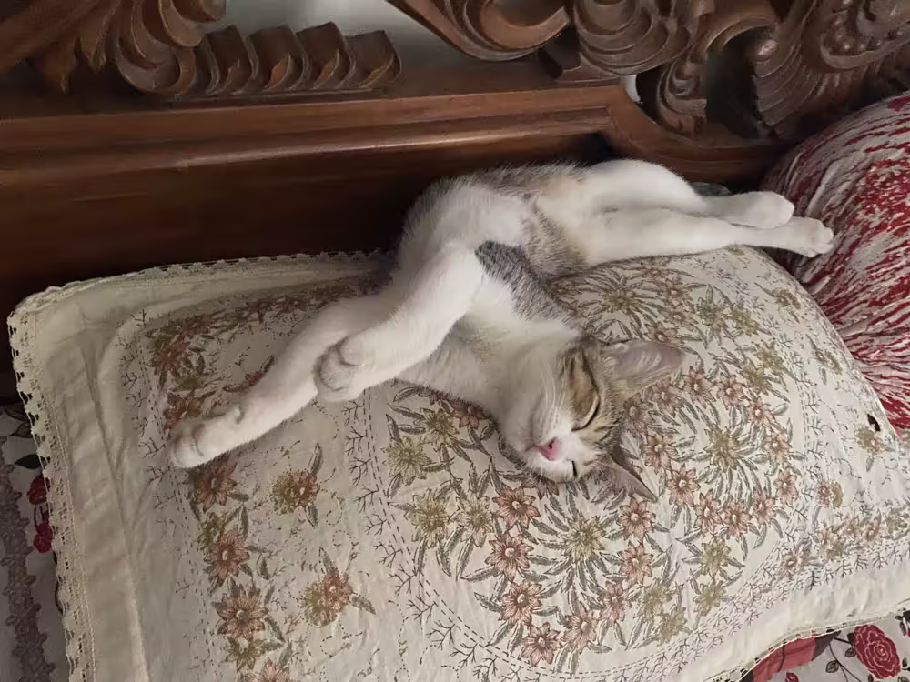 Cat asleep on an embroidered pillow