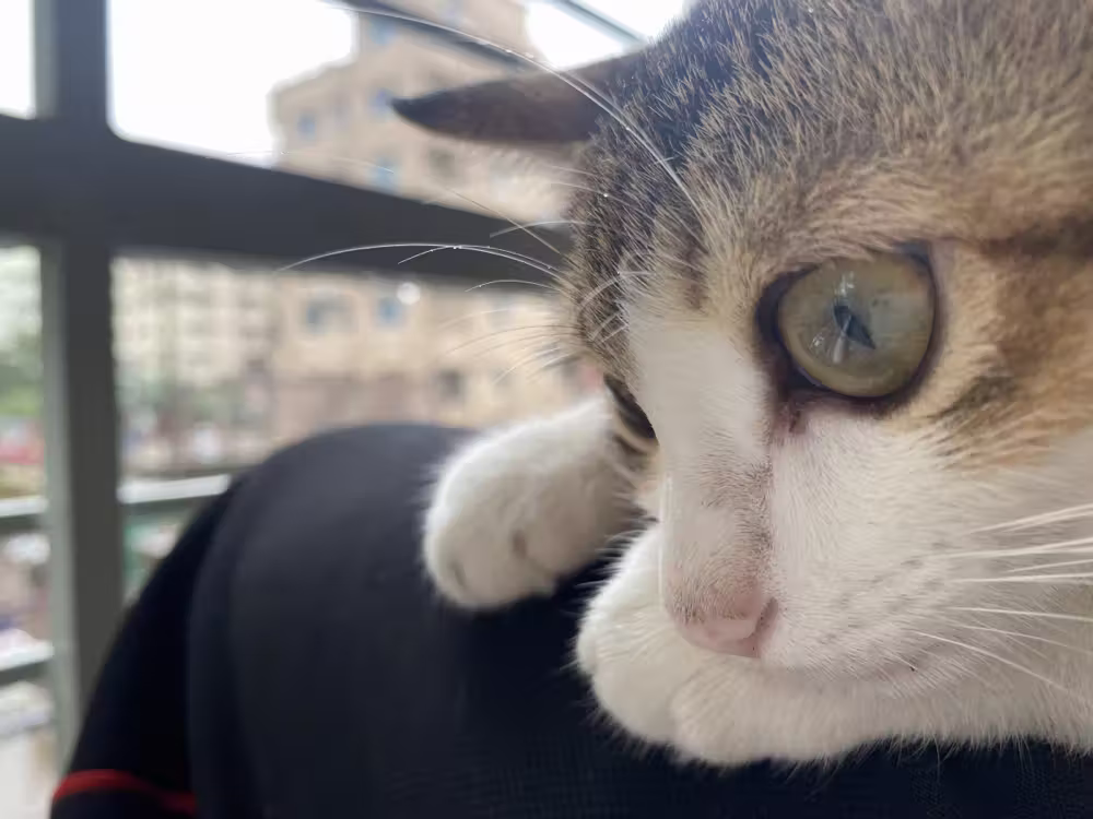 Cat looking up from my lap by the balcony