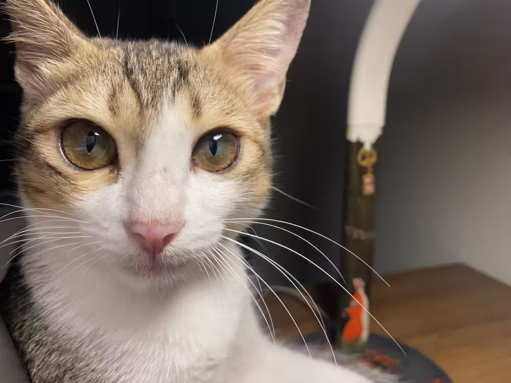 Cat portrait