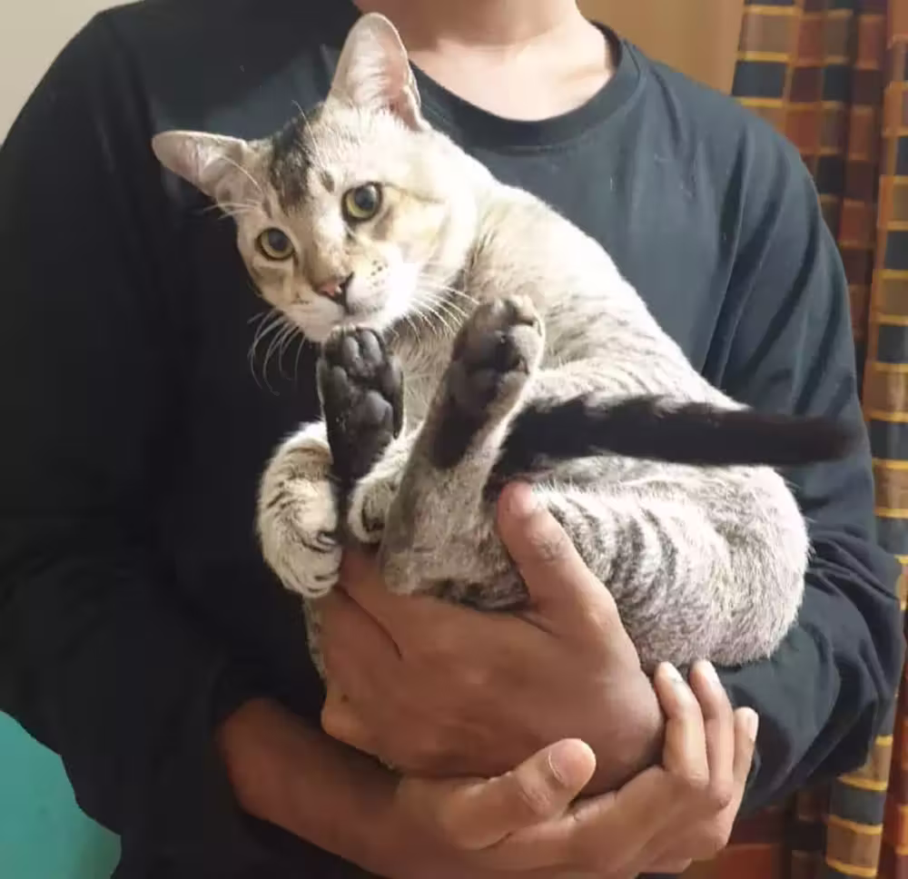 Holding a cat