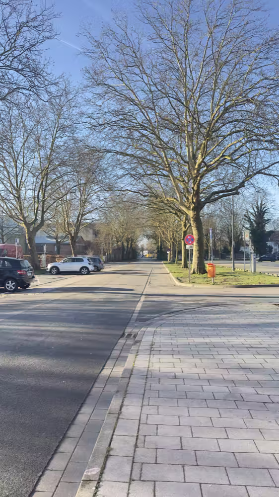 Bare trees along a street