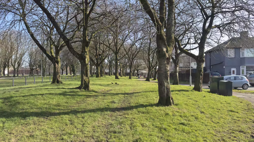 Bare trees on a green