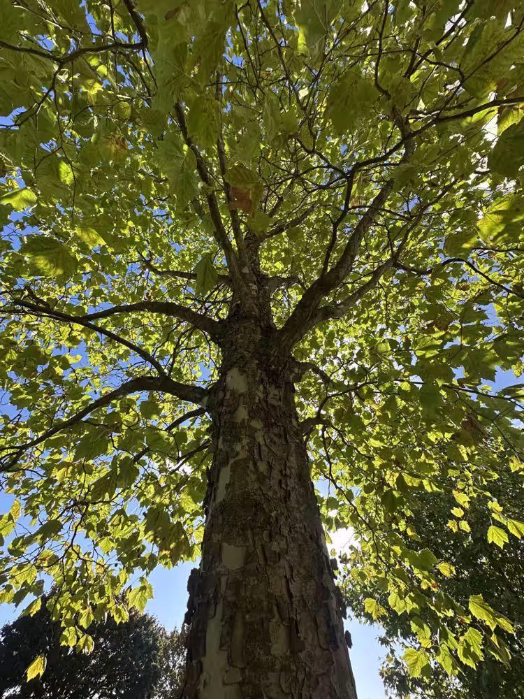 Looking up a tree trunk