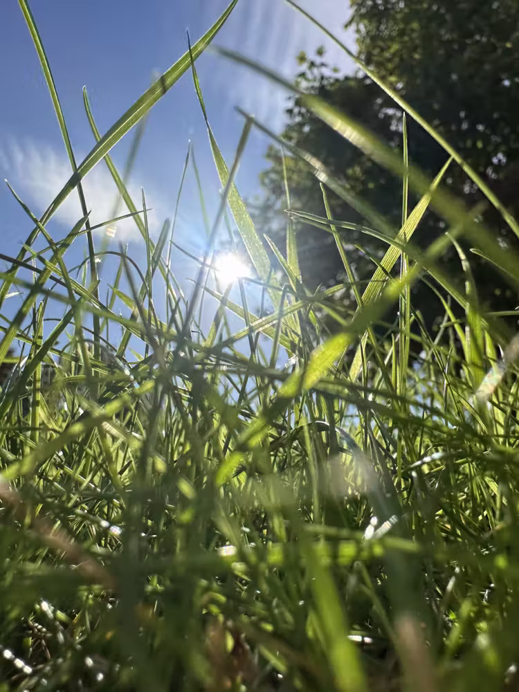 Grass up close against the sun