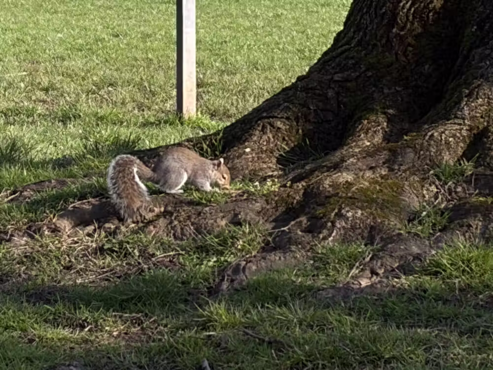 Grey squirrel at the foot of a tree
