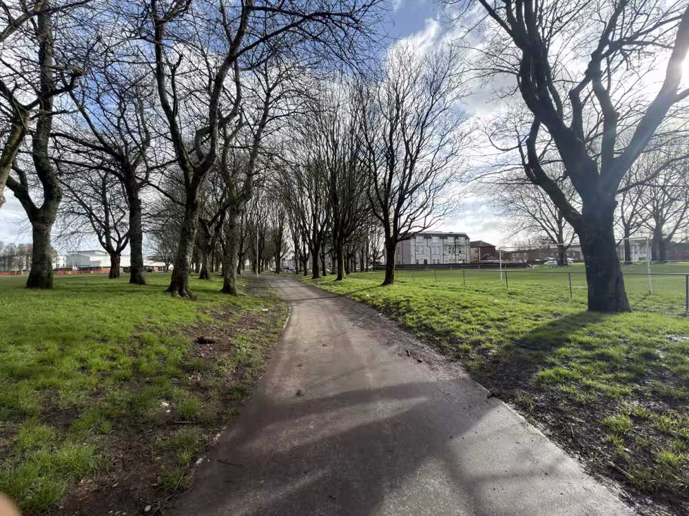 Bare trees along a path