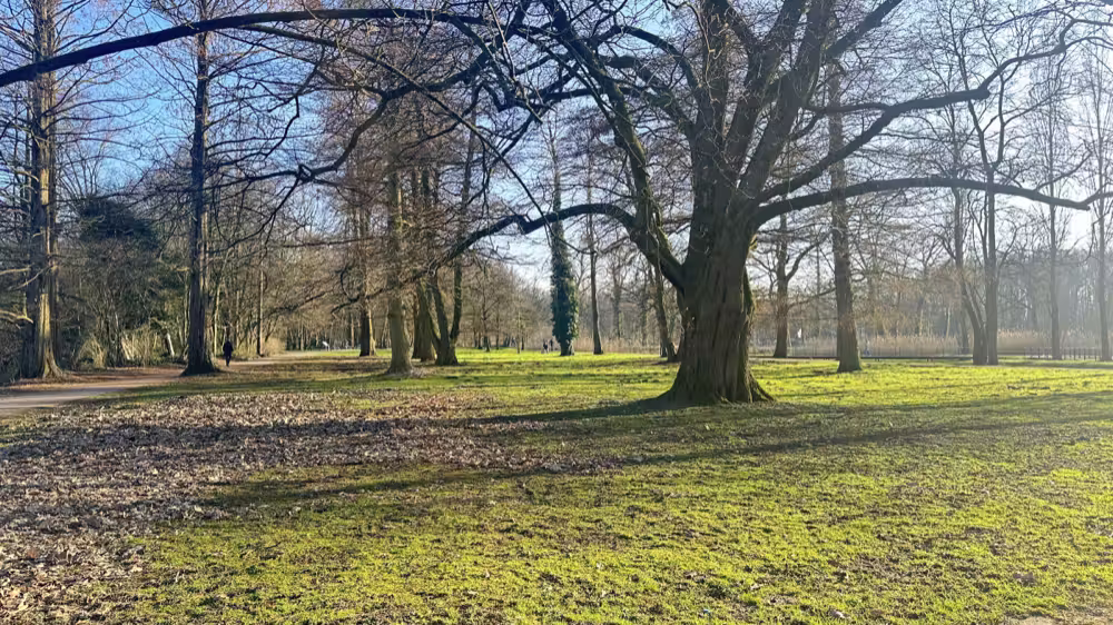Bare trees in a park