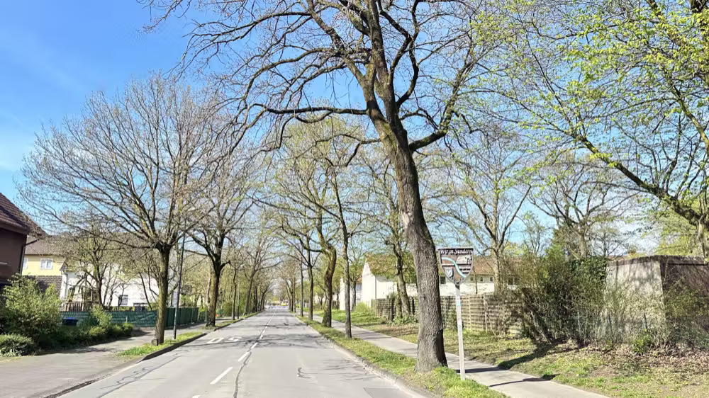 Bare trees along a quiet street