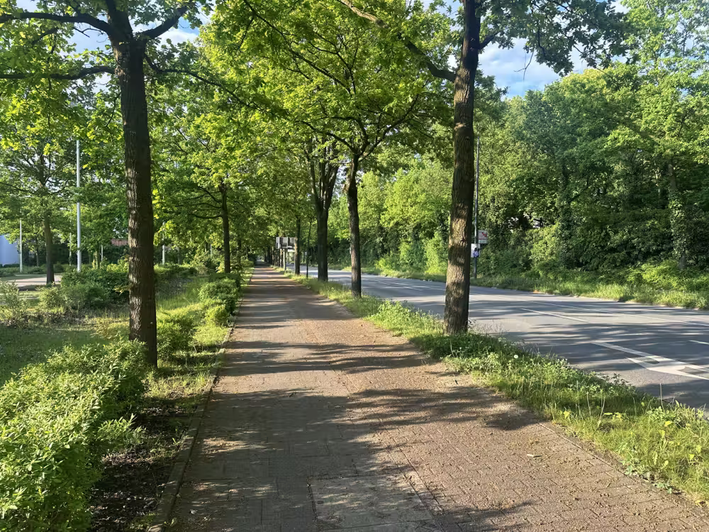 Footpath under green trees