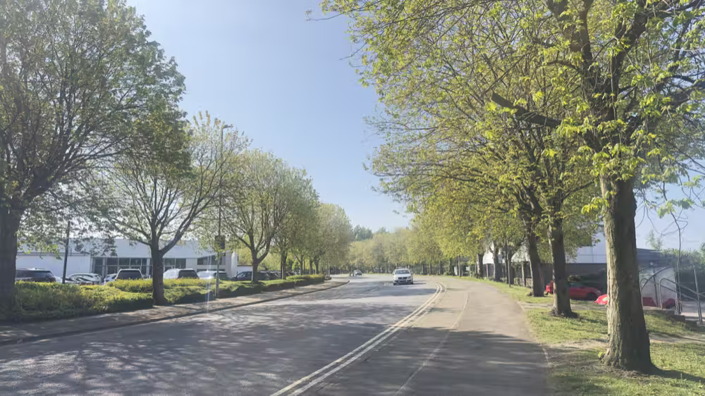 Tree-lined road in spring