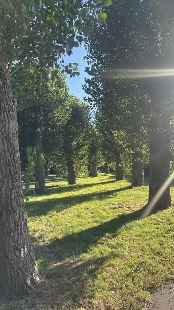 Sun through a row of trees