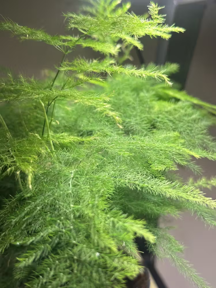 Fern up close