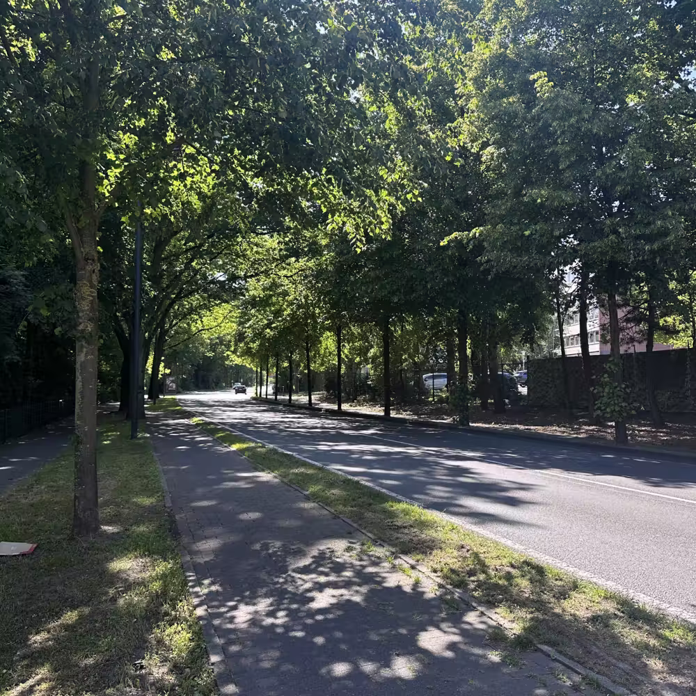 Tree-lined road in the morning