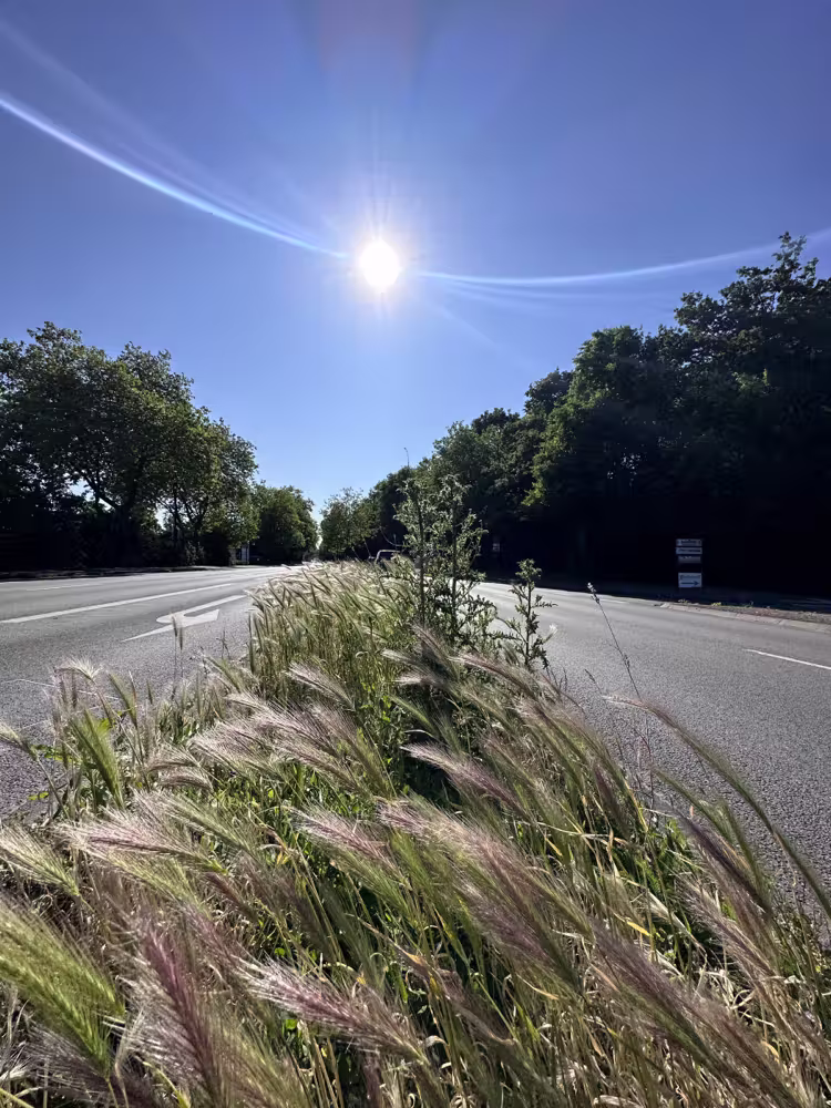 Grass in the middle of an empty road