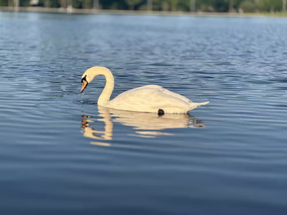 Swan on the lake