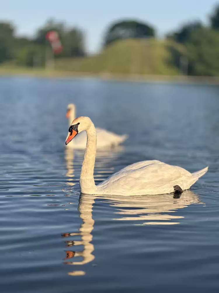 Two swans on the lake