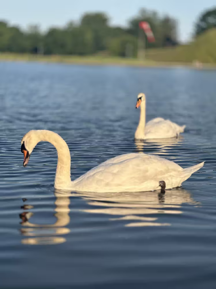 Two swans on the lake