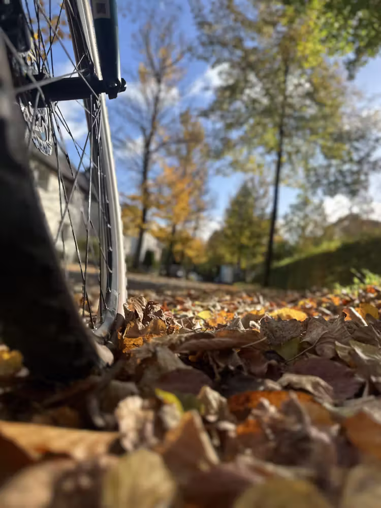 Bicycle wheel in the autumn leaves