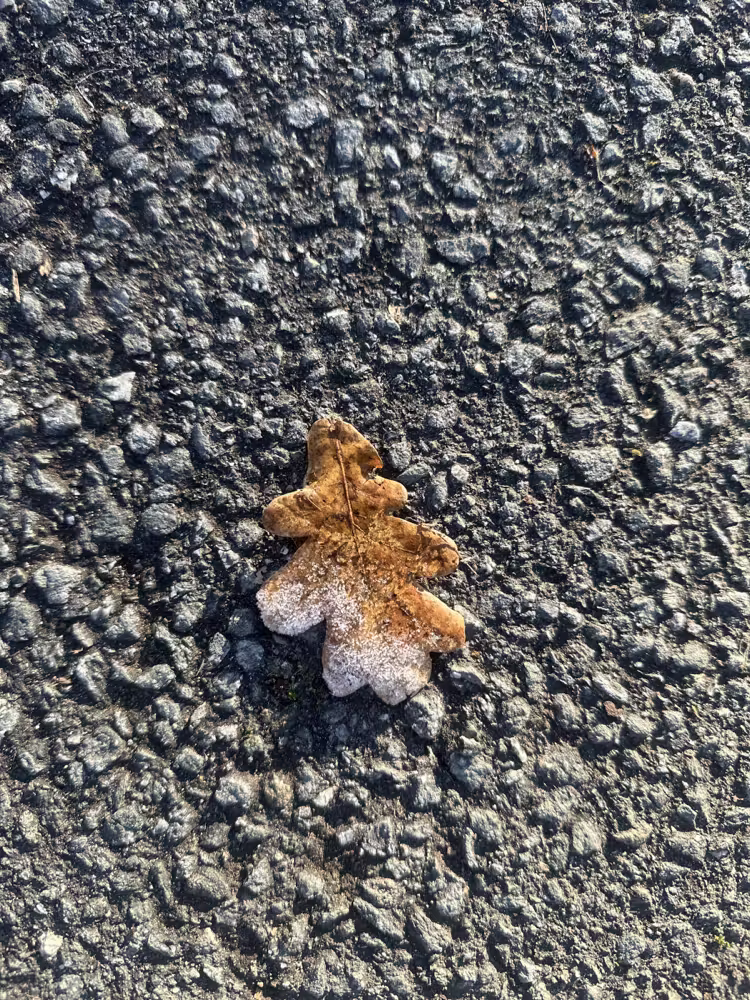 Frosted oak leaf on the asphalt