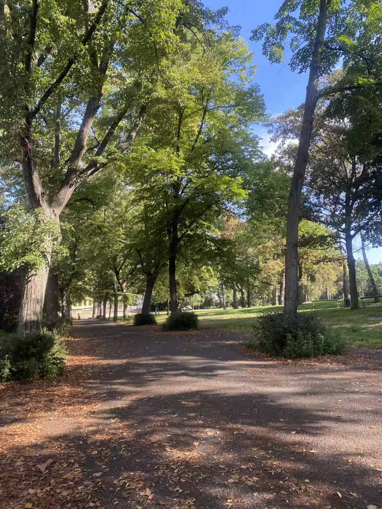 Tree-lined path in a park