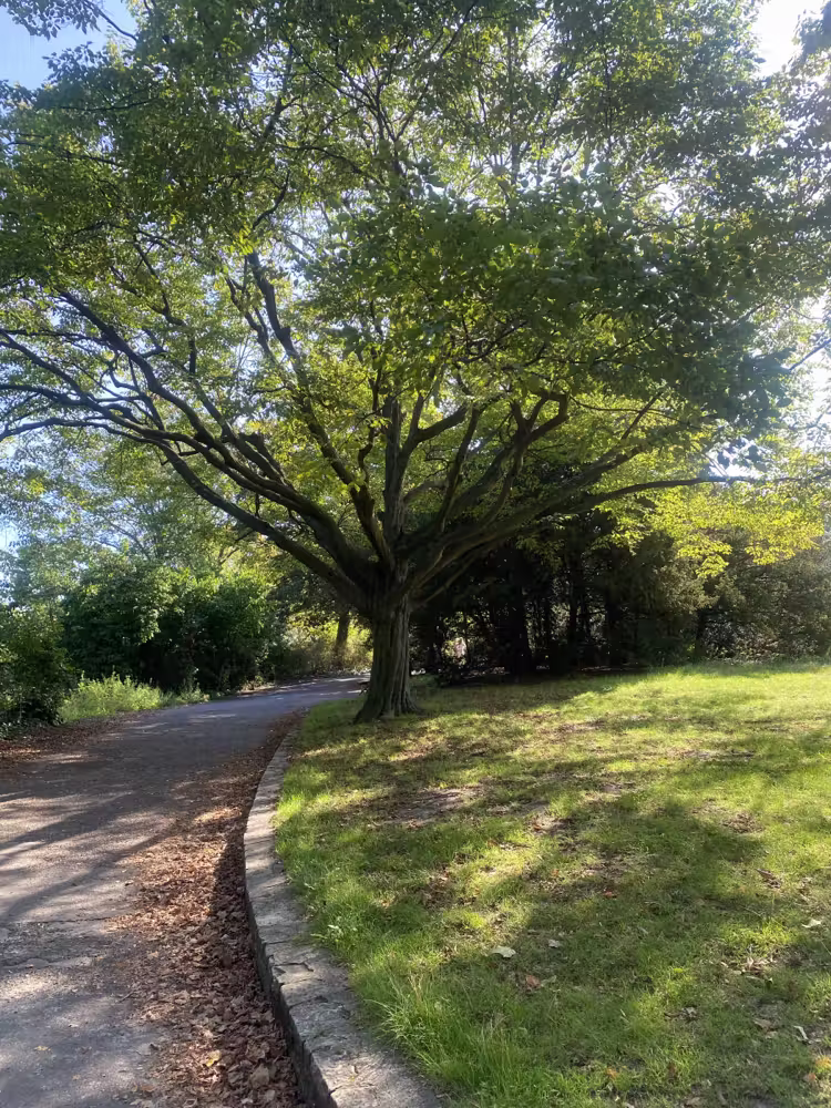 Old tree arching over a park path