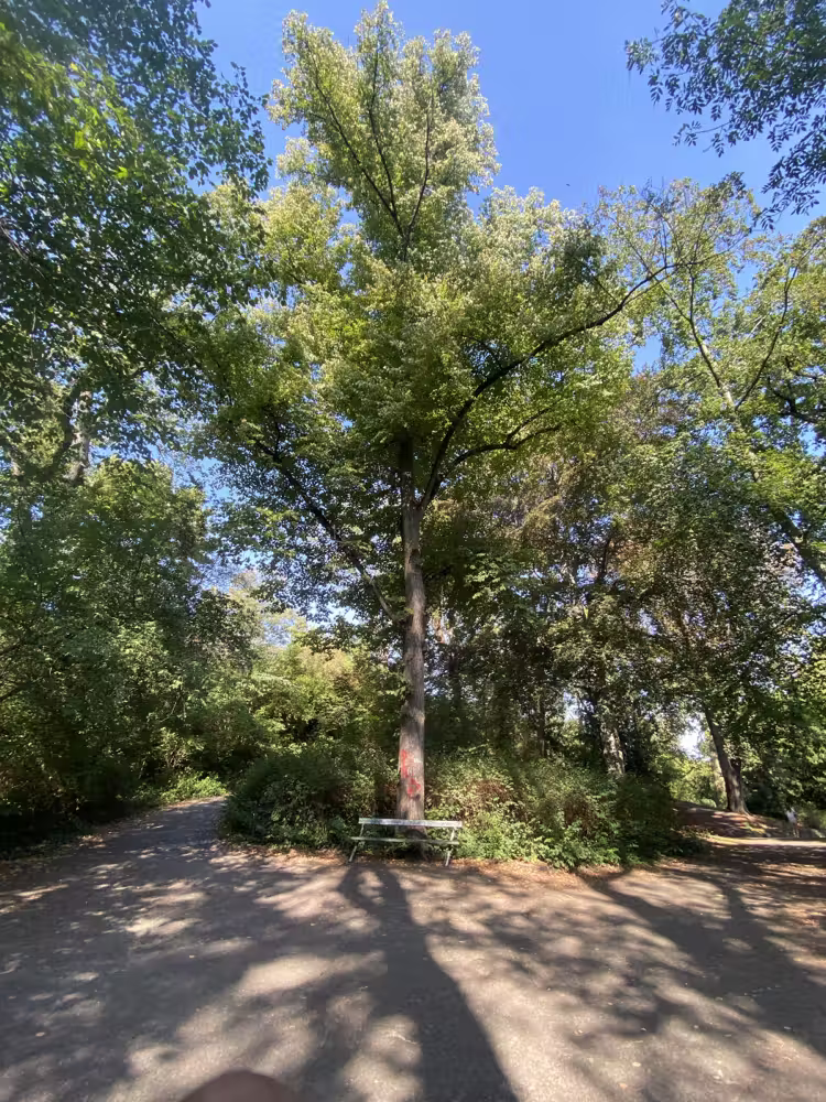 Sunlit trees along a park path