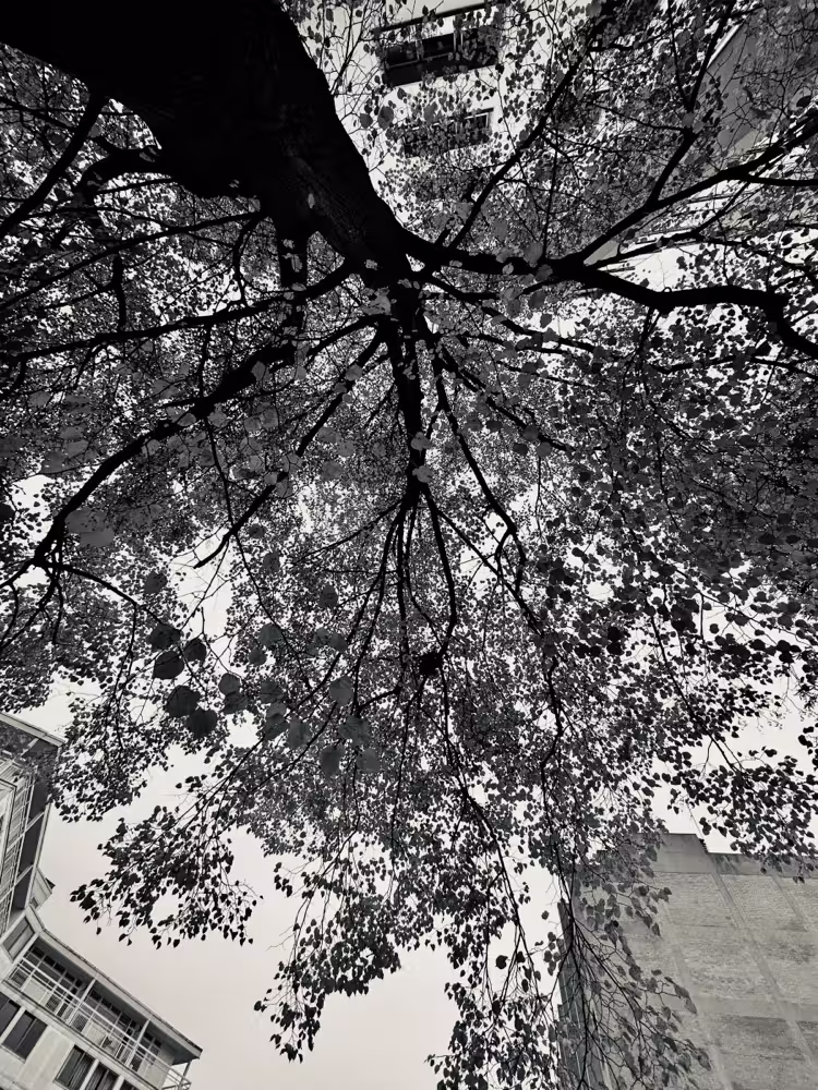 Looking up through a tree canopy, in black and white